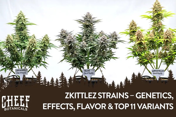 Zkittlez Strains – Genetics, Effects, Flavor & Top 11 Variants