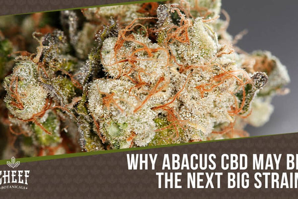 Abacus CBD Hemp: The Ultimate Strain For Relaxation