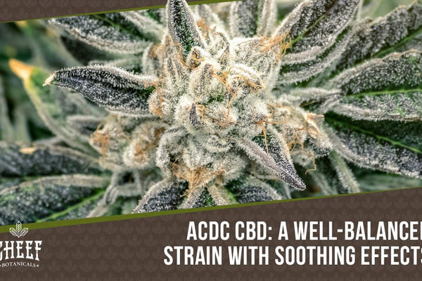 ACDC CBD Strain: A Perfectly Balanced Flower with High Potency
