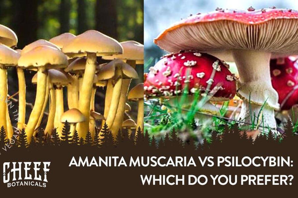 Amanita Muscaria vs. Psilocybin [Magic Mushrooms]
