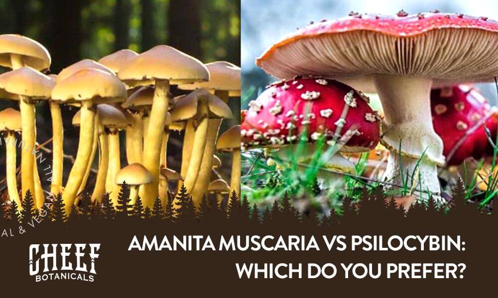 amanita muscaria vs psilocybin (featured blog image by Cheef Botanicals) shows side by side images of amanita muscaria and psilocybin mushrooms