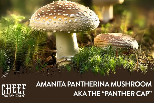 Amanita Pantherina Mushroom - Exploring the Panther Cap