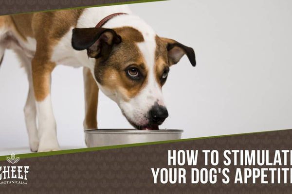 Appetite Stimulant for Dogs: How to Naturally Boost Your Dog's Cravings!