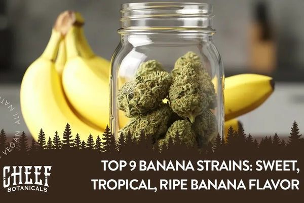 Top 9 Banana Strains: Sweet, Tropical, Ripe Banana Flavor