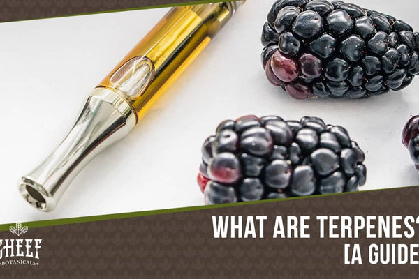 The Best Terpenes: Aromas and Flavors of Cannabis