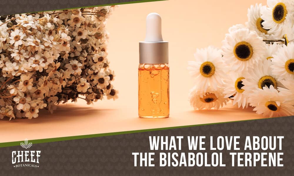 Featured blog image by Cheef Botanicals showing a dropper bottle with flowers and honeycomb with the text “What We Love About the Bisabolol Terpene,” highlighting bisabolol.