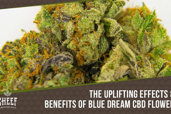 Blue Dream CBD Strain - Highly Potent - Dreamy Flavor