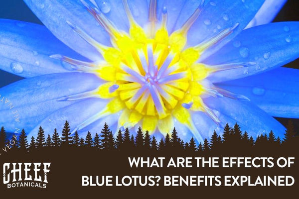Blue Lotus Effects: Benefits, History, & Practices