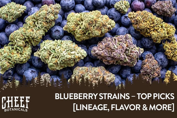 Blueberry Strains – Top 9 Options [Lineage, Flavor & More]