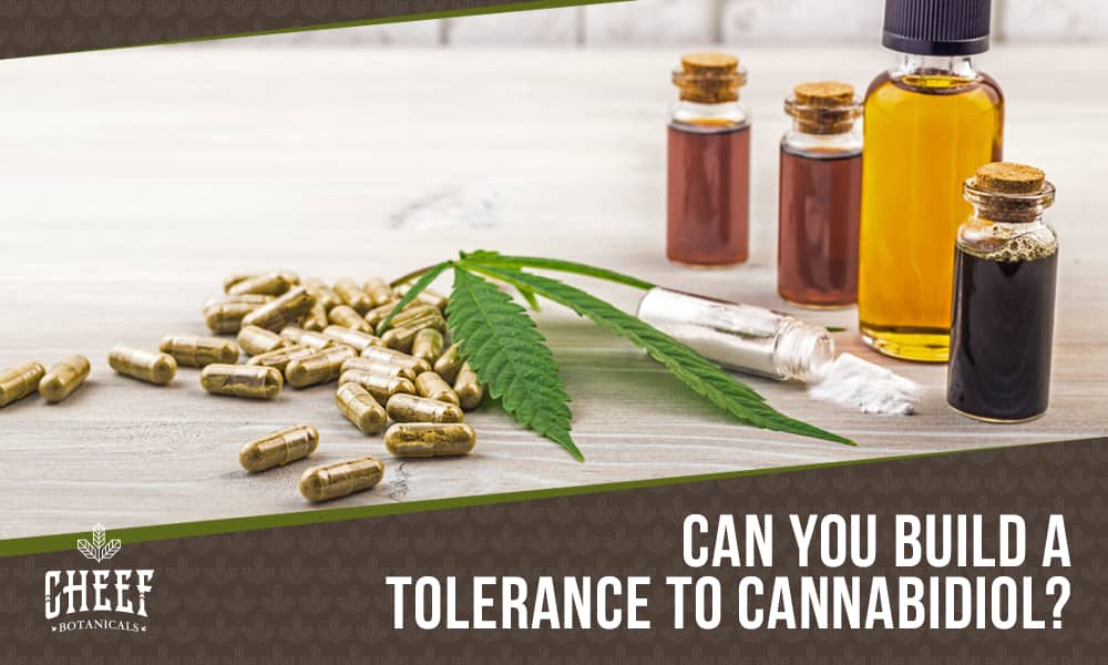 Featured blog image by Cheef Botanicals showing CBD capsules, cannabis leaves, and oil bottles with the text “Can You Build a Tolerance to Cannabidiol?” highlighting can you build a tolerance to cbd.