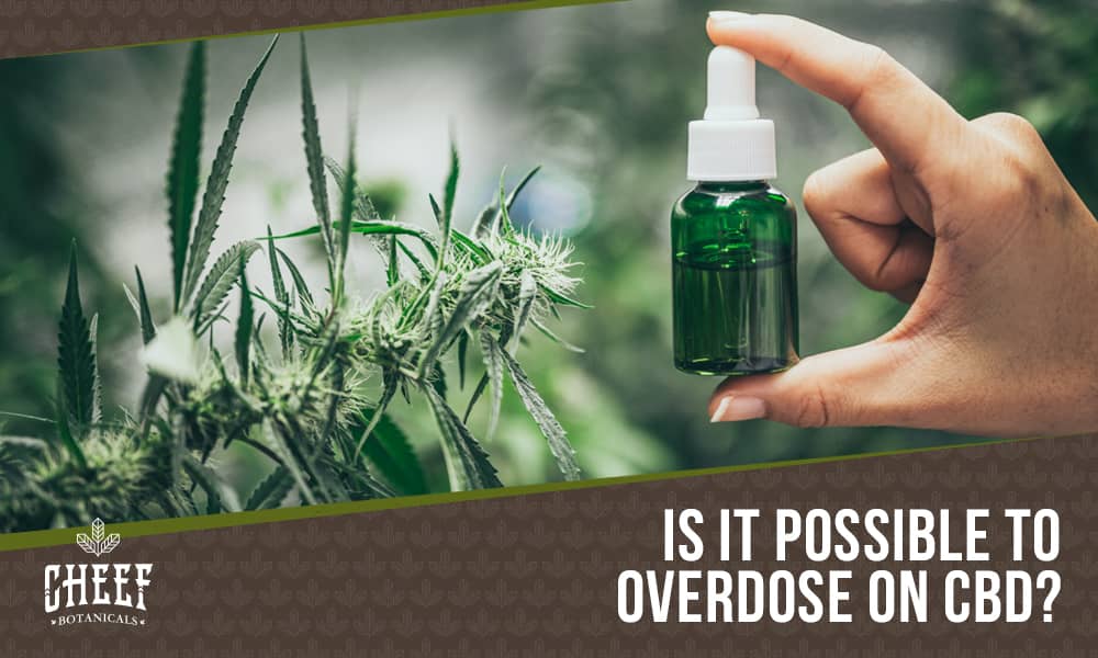 can you overdose on cbd (featured blog image by Cheef Botanicals) shows a person holding a CBD tincture bottle beside cannabis plant