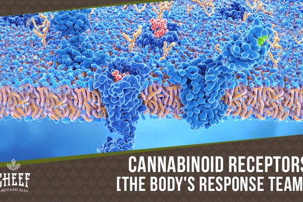 Cannabinoid Receptors [How They Work to Help CBD Do Its Thing]
