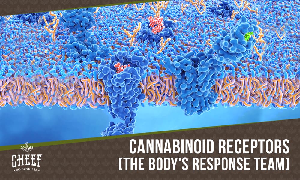 cannabinoid receptors (featured blog image by Cheef Botanicals) shows a microscopic image of cannabinoid receptors