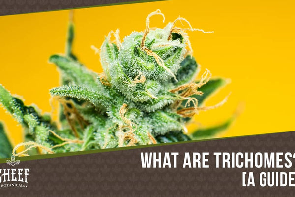 Cannabis Trichomes: Your Guide To The Tiny Crystals On Your Bud