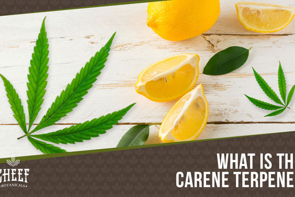 Carene Terpene: The Zesty Terp Bursting with Flavor!