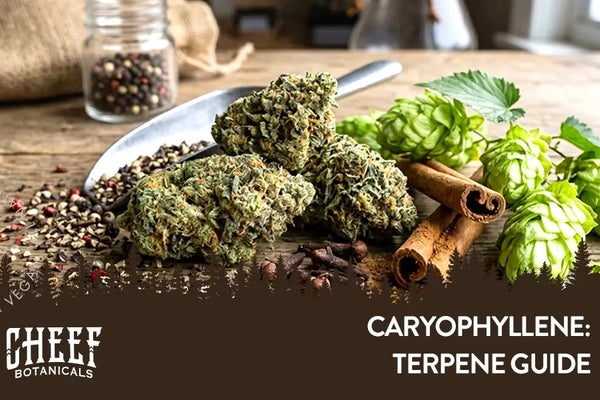 Caryophyllene: The Terpene with a Special Trick & Spicy Kick!