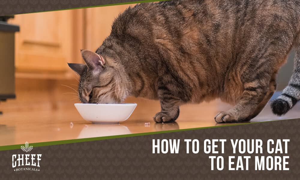 cat appetite stimulant