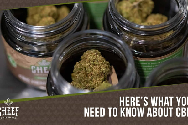 CBD 101: The In-Depth Guide With Everything You Need To Know