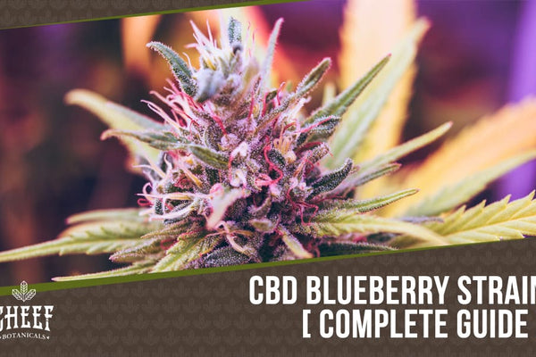 CBD Blueberry Hemp Flower [Full Strain Guide]