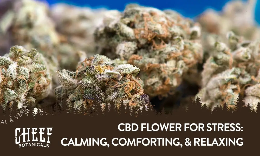 CBD flower for stress featured blog image by Cheef Botanicals. Shows a close up image of CBD flower and blog title.