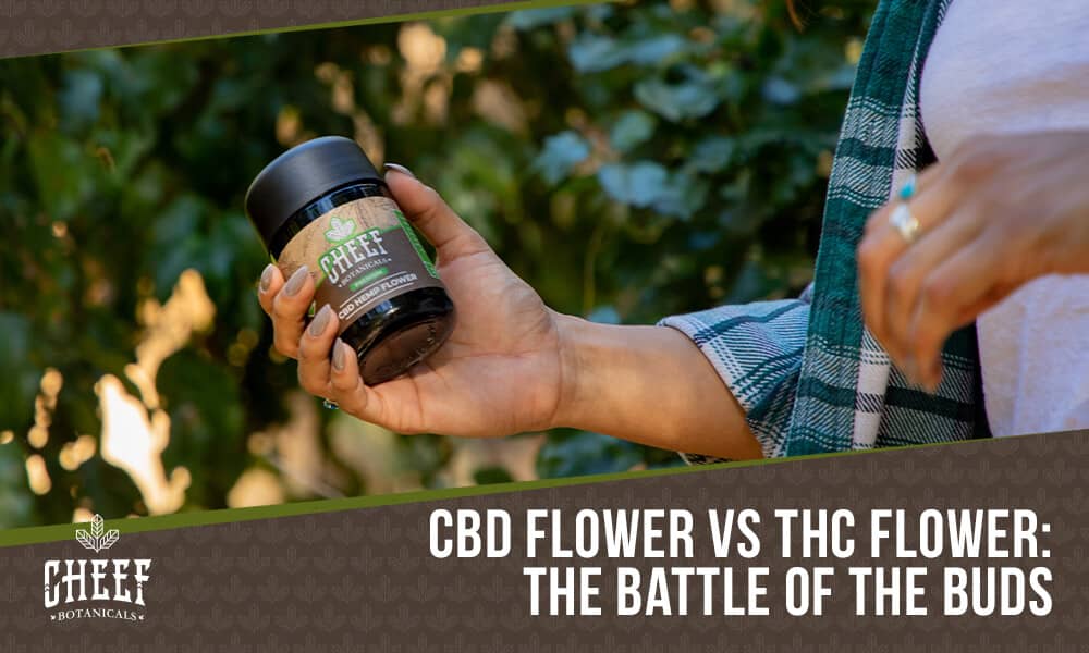 CBD flower vs THC flower (featured blog image by Cheef Botanicals) shows a person holding a jar of Cheef Botanicals CBD flower