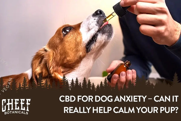 CBD for Dog Anxiety – Can It Really Help Calm Your Pup?