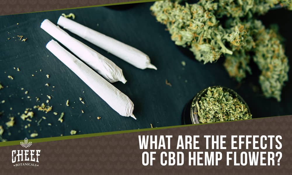 CBD Hemp Flower Effects (featured blog image by Cheef Botanicals) shows CBD flower joints and buds on a dark surface