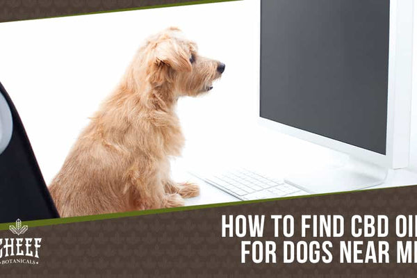 CBD Oil for Dogs Near Me [How To Pick The Best CBD Oil!]