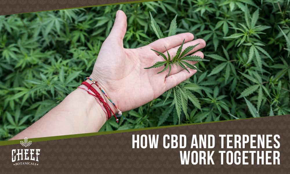 CBD and Terpenes [Why They’re Important]