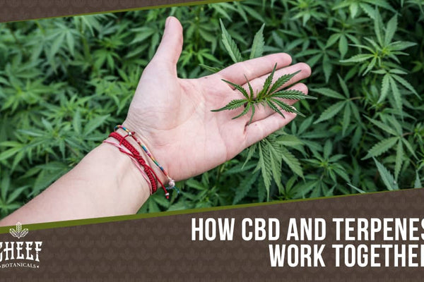 CBD and Terpenes [Why They’re Important]