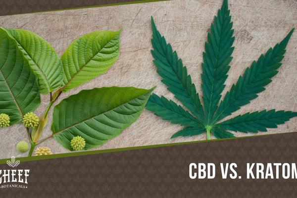 CBD vs Kratom [A Thorough Examination]