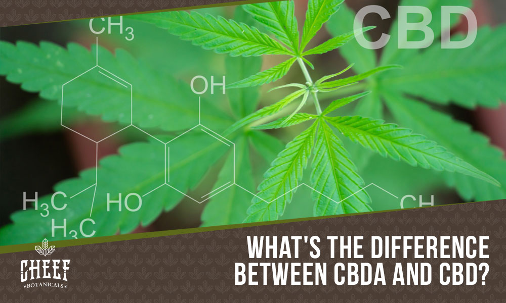 Featured blog image by Cheef Botanicals showing cannabis leaves with a CBD chemical structure and the text “What’s the Difference Between CBDA and CBD?” highlighting CBDA vs CBD.