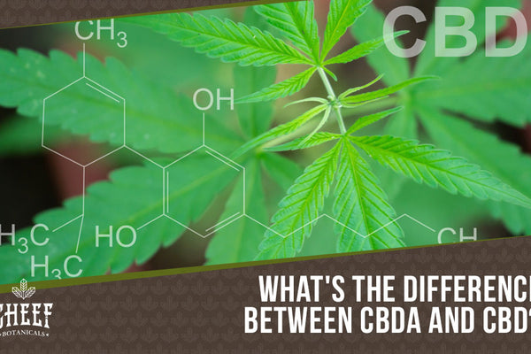 CBDa vs CBD: Similarities + Differences Explained