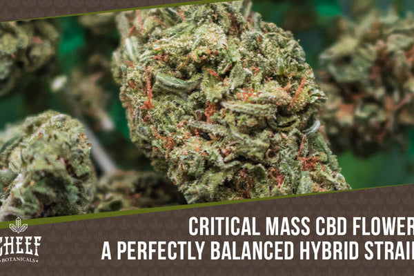 Critical Mass CBD Strain: Great Flavor &amp; Long-Lasting Effects