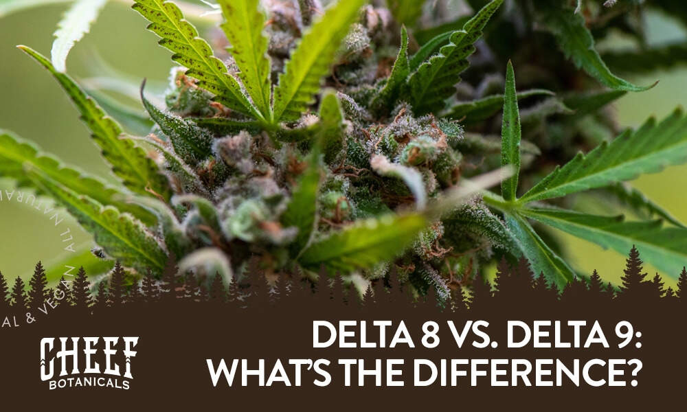 delta 8 vs delta 9 (featured blog image by Cheef Botanicals) shows a cannabis plant