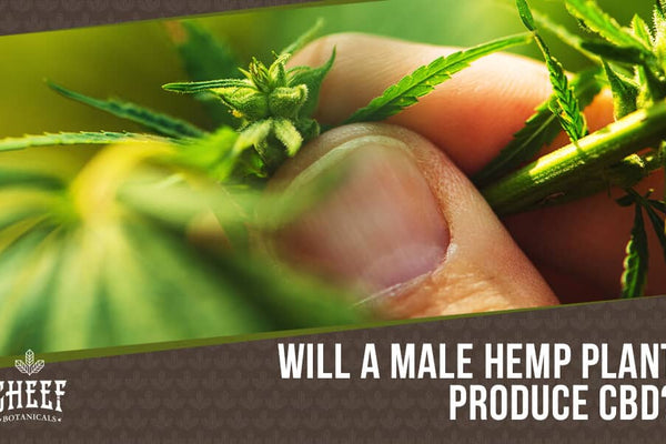 Do Male Hemp Plants Produce CBD? [How Much?]