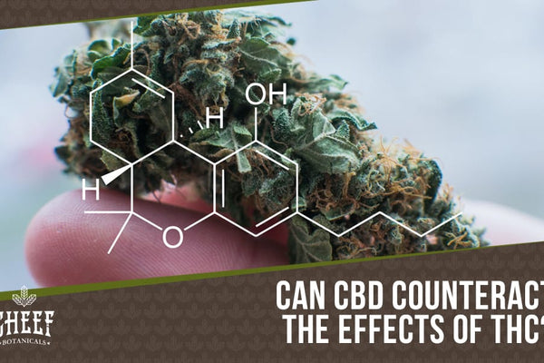 Does CBD Counteract THC? [Interactions Explained]