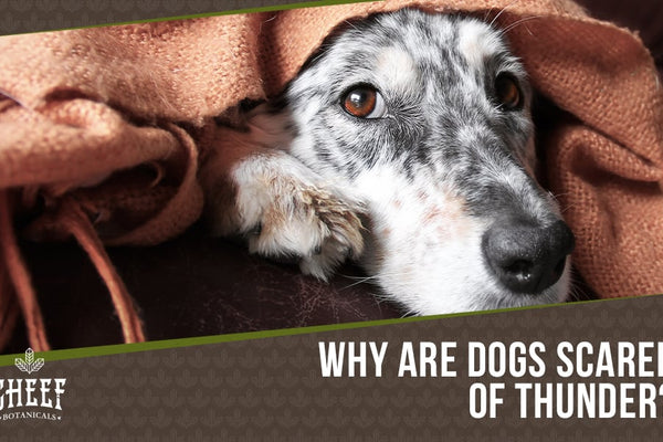 Dog Scared of Thunder [How To Help Them Stay Calm!]