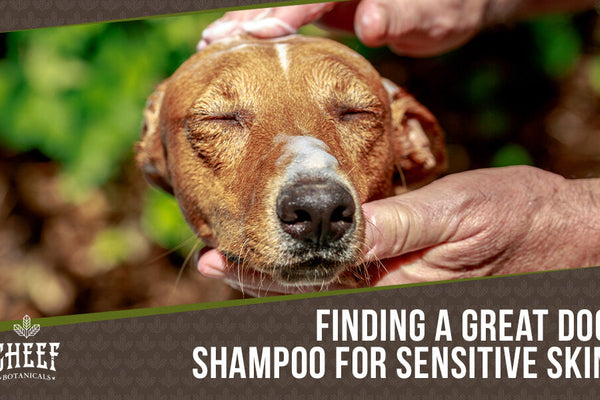 Dog Shampoo for Sensitive Skin [Tips To Stop the Itch]