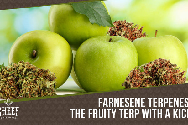 Farnesene: A Guide to the Sweet, Earthy Terpenes You Already Love