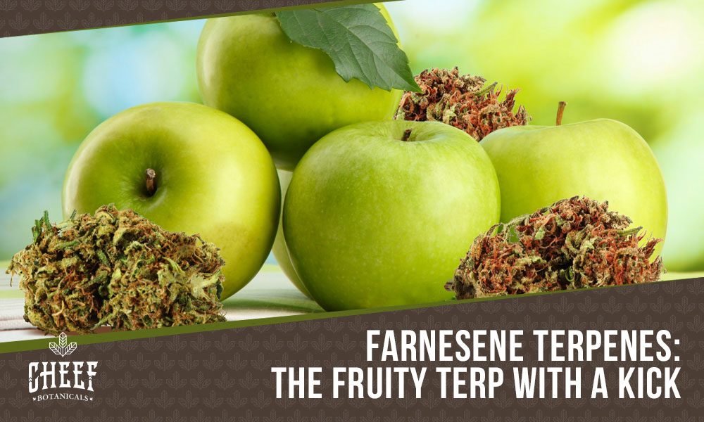 farnesene (featured blog image by Cheef Botanicals) shows green apples and cannabis flowers