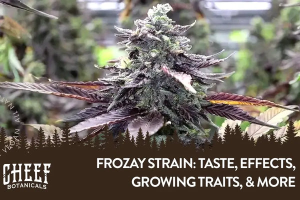 Frozay Strain: Taste, Effects, Growing Traits, & More