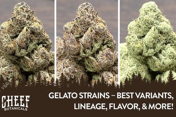 Gelato Strains – Best Variants, Lineage, Flavor, & More!