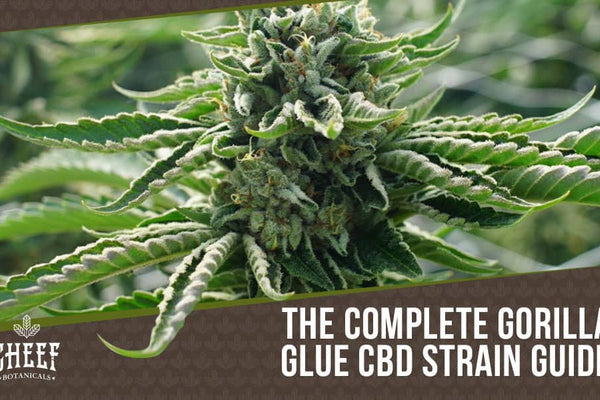 Gorilla Glue CBD: Premium Flower with Powerful Effects