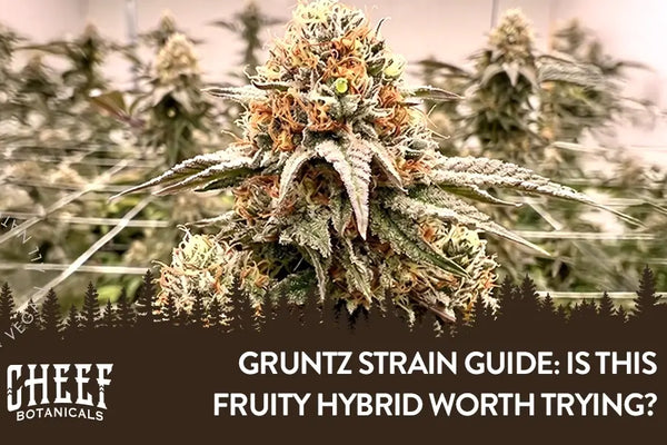 Gruntz Strain Guide: Is This Fruity Hybrid Worth Trying?