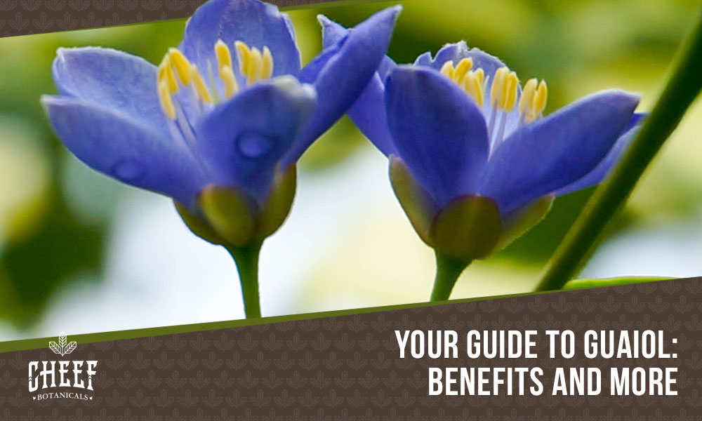 Guaiol Terpene (featured blog image by Cheef Botanicals) shows two Guaiacum flowers