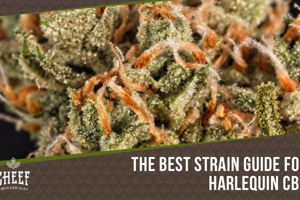 Harlequin CBD: A Go-To Strain for CBD-Focused Consumers