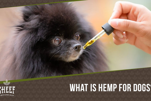 Hemp for Dogs: What Makes It so Beneficial for Canines?