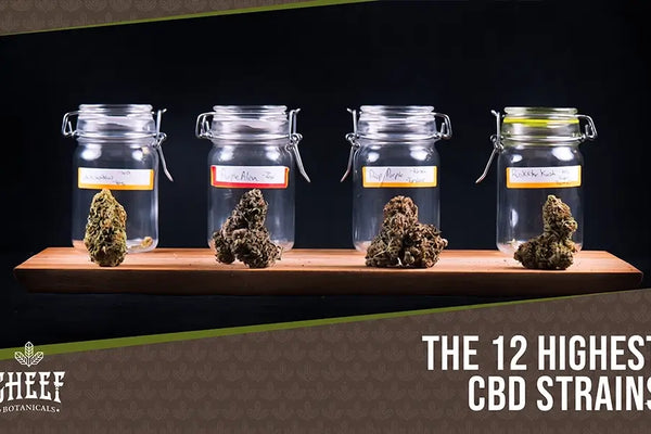 Top 12 High-CBD Strains - Over 20% CBD Content!