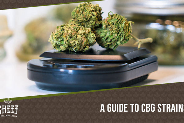 High CBG Strains: 6 Powerfully Potent CBG Buds You Must Try